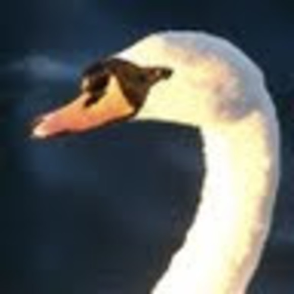 Meet your Posher, Gregory - Picture 1 of 1